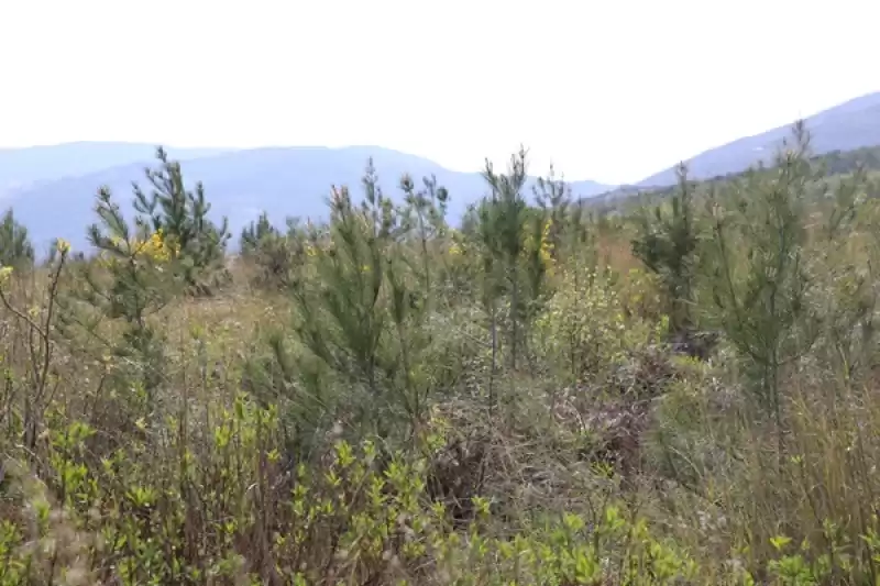 Hatay'da Geçen Yıl Yanan 663 Hektar Ormana 6 Ton Kızılçam Tohumu Ekildi