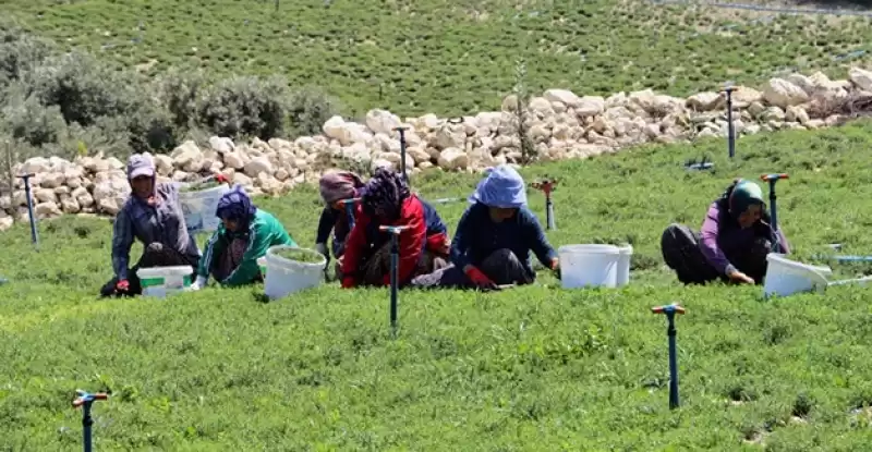 Taze Zahter Hasadı Başladı