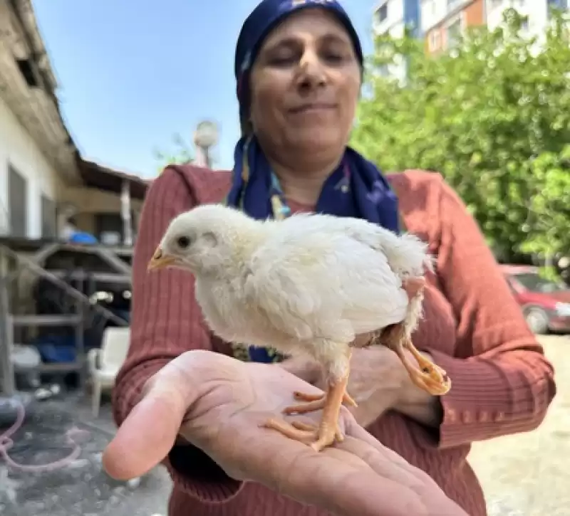 Hatay'da Yumurtadan 4 Ayaklı Civciv çıktı