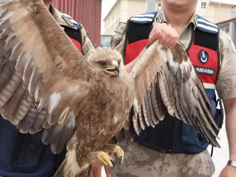 Hatay'da Jandarmanın Bulduğu Yaralı Kartal Tedaviye Alındı