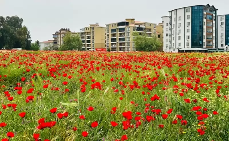 Hatay'da Gelinciklerin Açtığı Tarlalar Fotoğraf Meraklılarını Ağırladı 