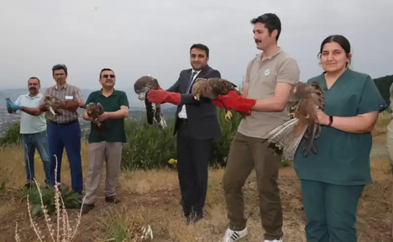 Hatay'da Yaralı Halde Bulunan Yabani Kuşlar Tedavi Edilip Doğaya Salındı