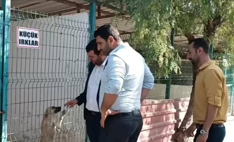 Samandağ Belediyesi’nden Sokak Hayvanları Için Kapsamlı Proje