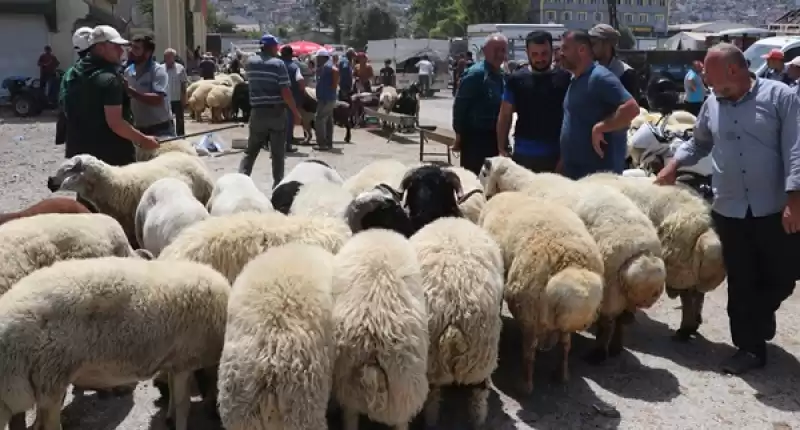 Hatay'da Kurbanlık Pazarlarında Hareketlilik Arttı