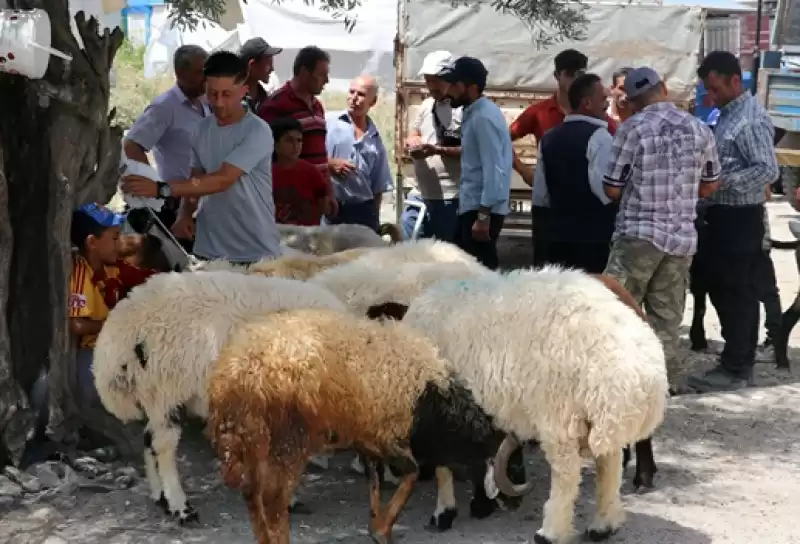 Hatay'da Kurbanlık Pazarlarında Hareketlilik Arttı