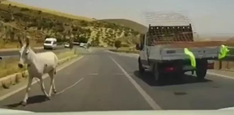 Bak şu Eşeğin Yaptığına!