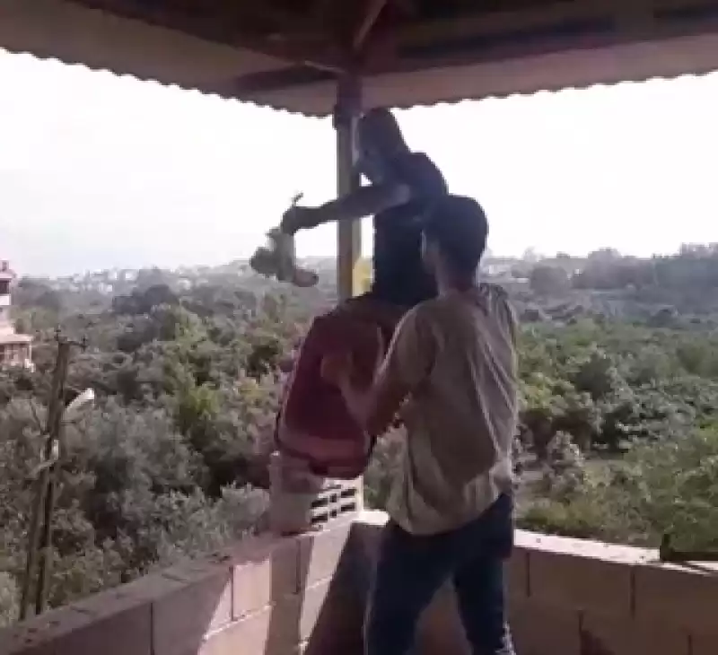 Hatay'da Evin çatısında Bulunan 2 Baykuş Yavrusu Koruma Altına Alındı