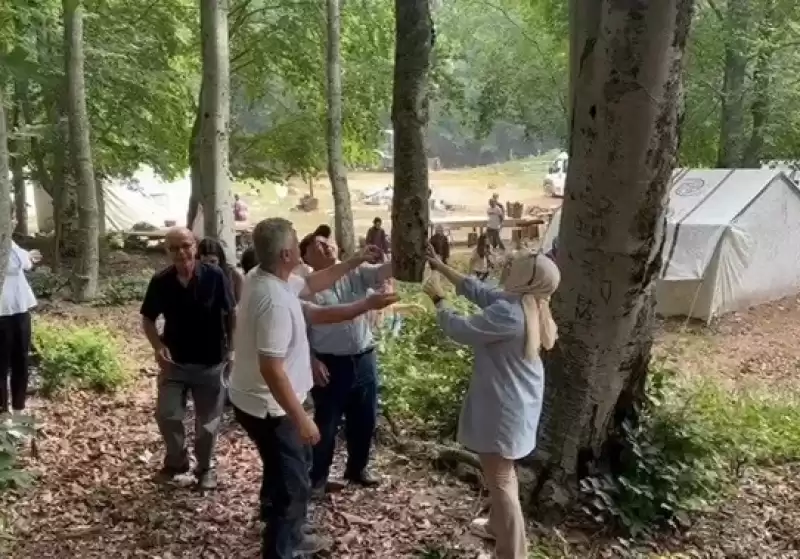 Amanos Dağlarında Köksüz Kayın Ağacı