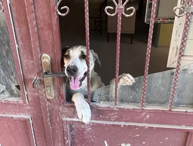 Okulda Mahsur Kalan Köpeği HBB Itfaiye Ekipleri Kurtardı