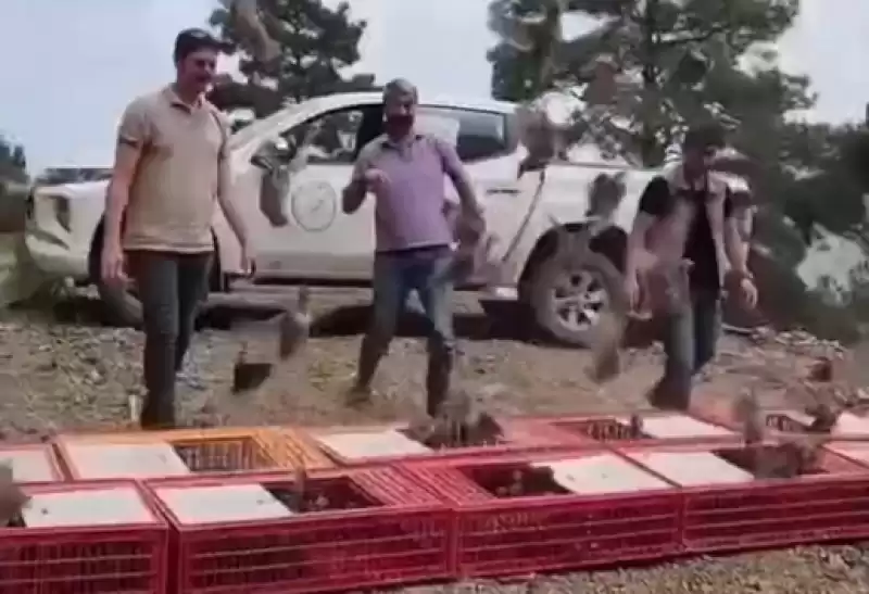 Arsuz'da 300 Keklik Ait Olduğu Doğaya Kavuştu