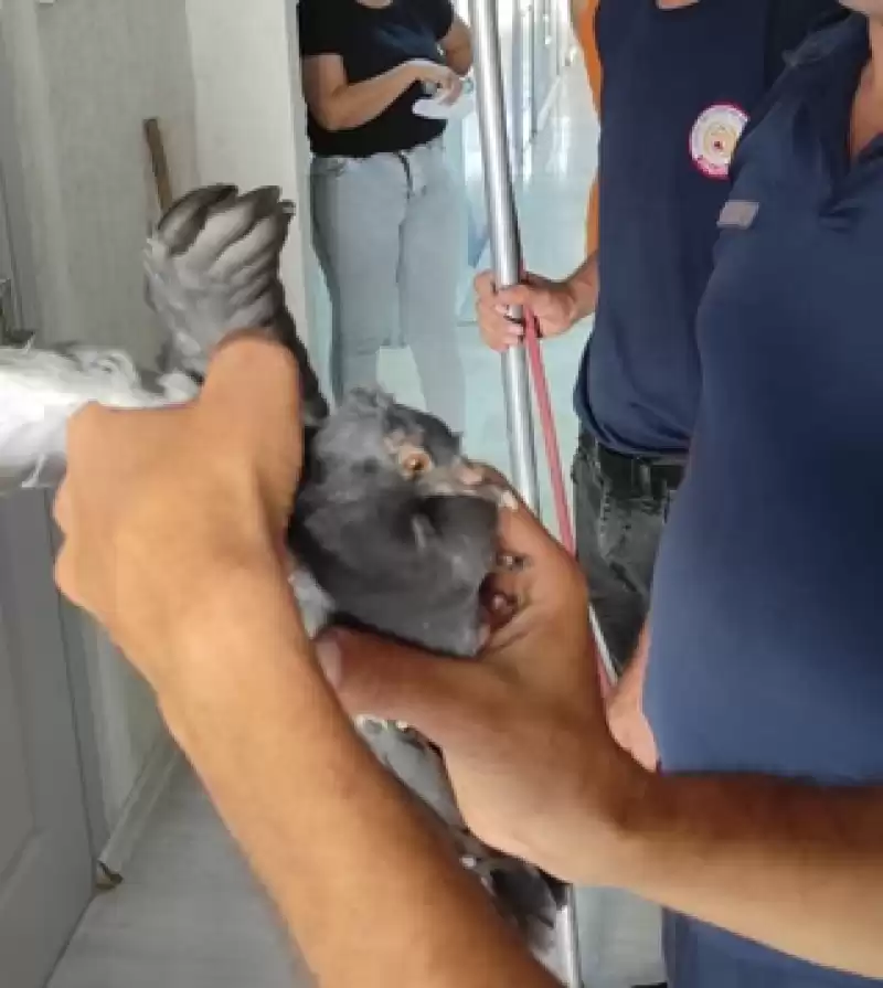 Hatay'da Havalandırma Borusunda Mahsur Kalan Güvercin Kurtarıldı