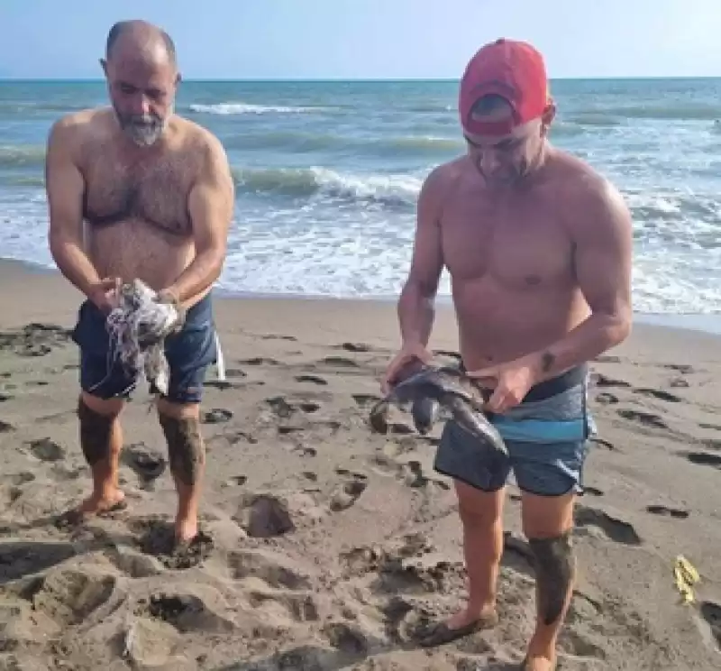 Hatay'da Denizde çuvala Takılan Caretta Caretta Yavrusu Kurtarıldı