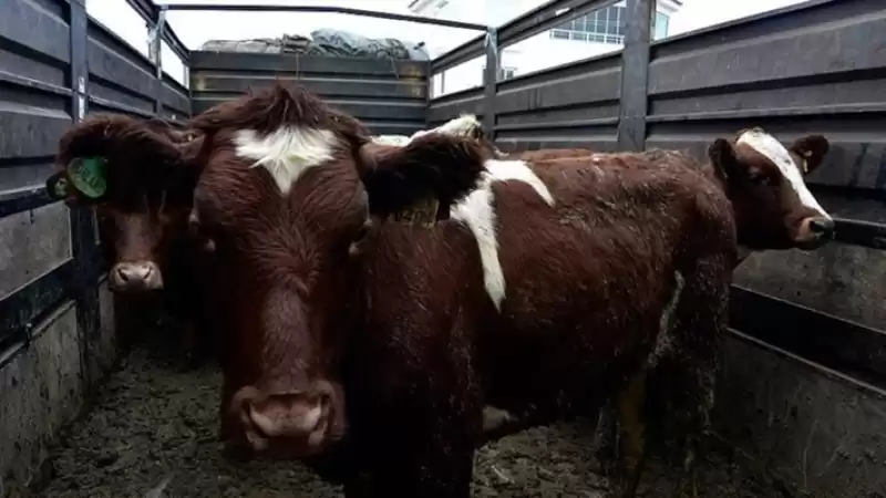 İskenderunluların Kronik çilesi Yine Hortladı!