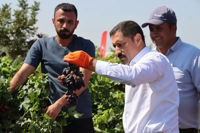 Hatay'da üzüm üreticisinin Hasat Mesaisi Başladı