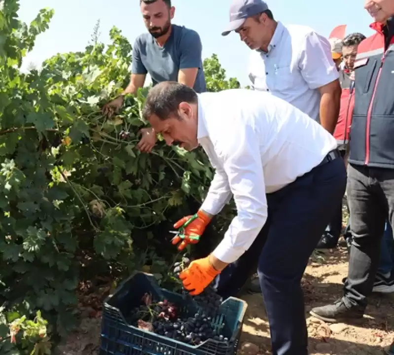 Hatay'da üzüm üreticisinin Hasat Mesaisi Başladı
