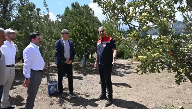 Hatay'da üretilen Alıcın Hasadına Başlandı