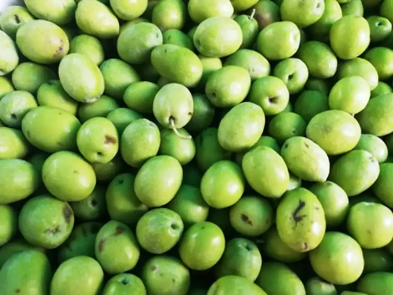Efsanevi Bir Bitki: Zeytin