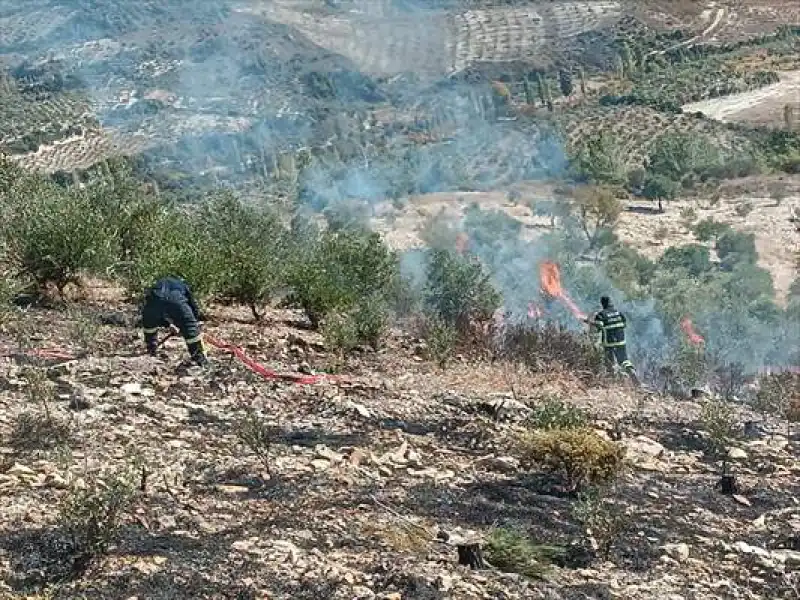 Yayladağı Ilçesinde Zeytinlik Alanda çıkan Yangın Söndürüldü