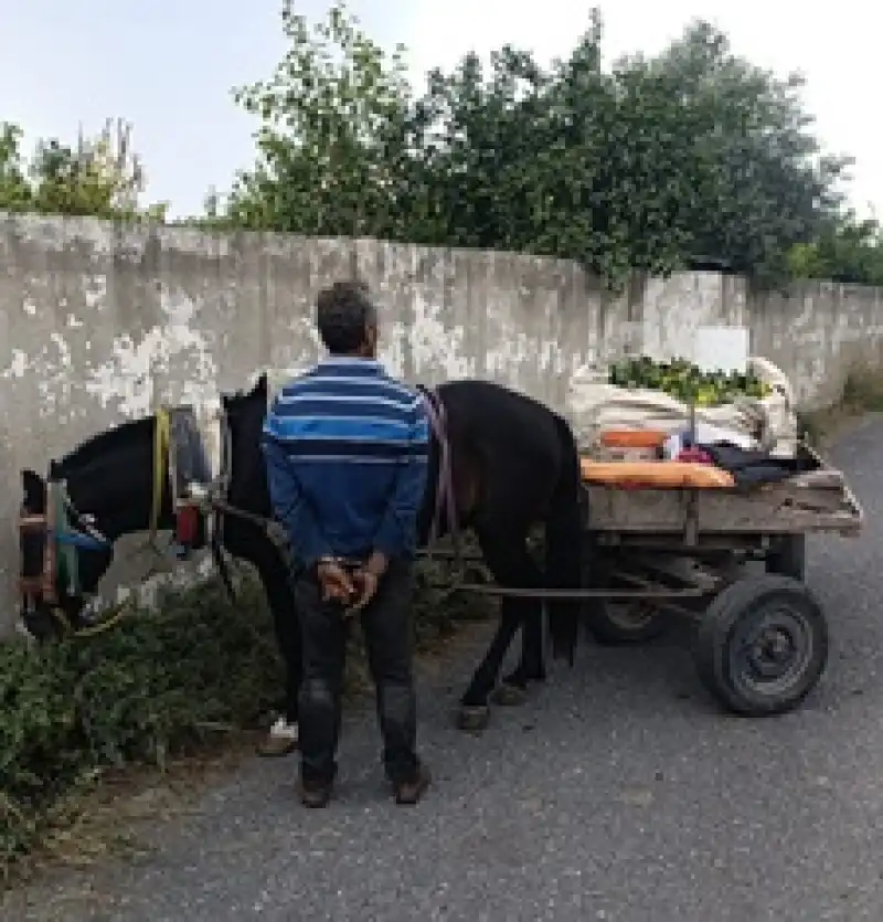Hatay'da Narenciye Hırsızlığı Yapan Kişi Yakalandı 