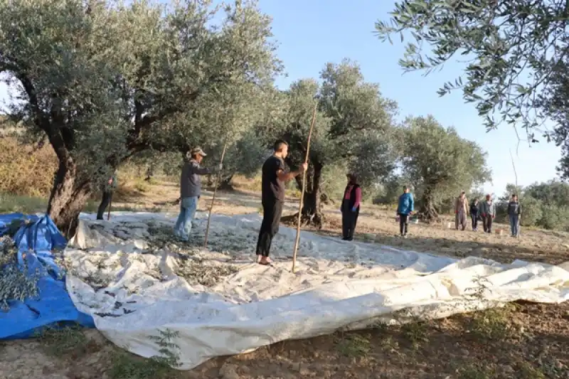 Zeytin Hasadında Ata’ya Saygı Duruşu