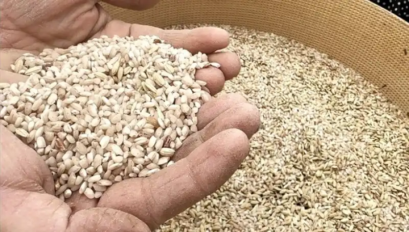 Hassa’nın Patentli Çeltiğinde Hasada Başlandı