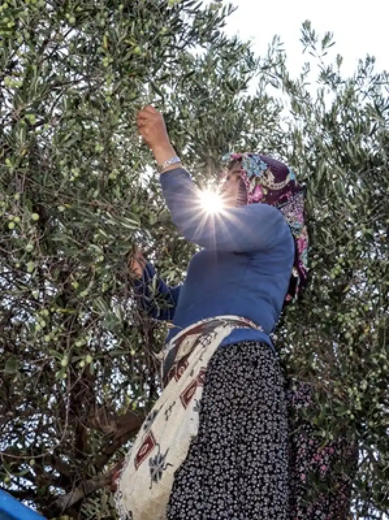 Altınkaya’da Zeytin Sezonu Sona Erdi