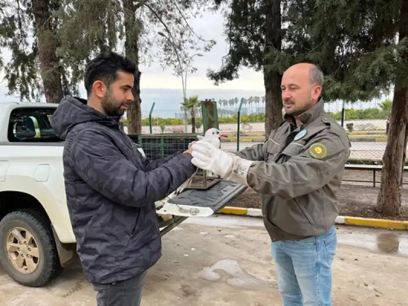 Hatay'da Yaralı Halde Bulunan Martı Tedaviye Alındı