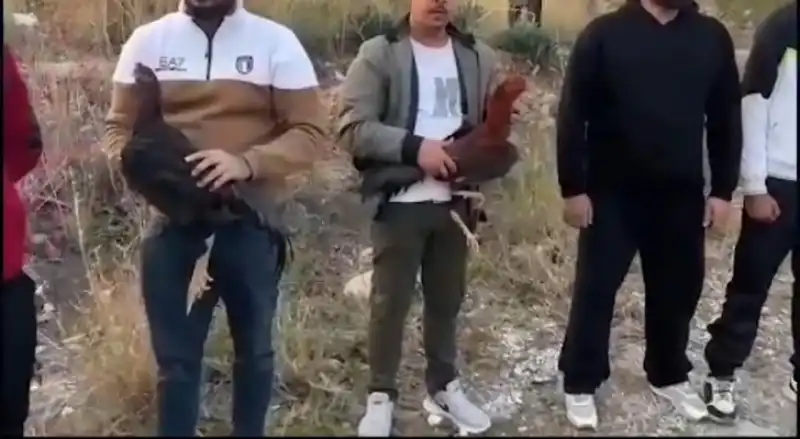 Horoz Dövüşü Yaptıran 14 Kişi Yakalandı!
