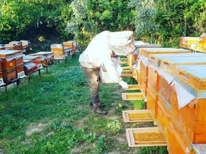 Arı Ürünleri: Doğanın Mucizesi, Sağlıklı Toplumun Temeli