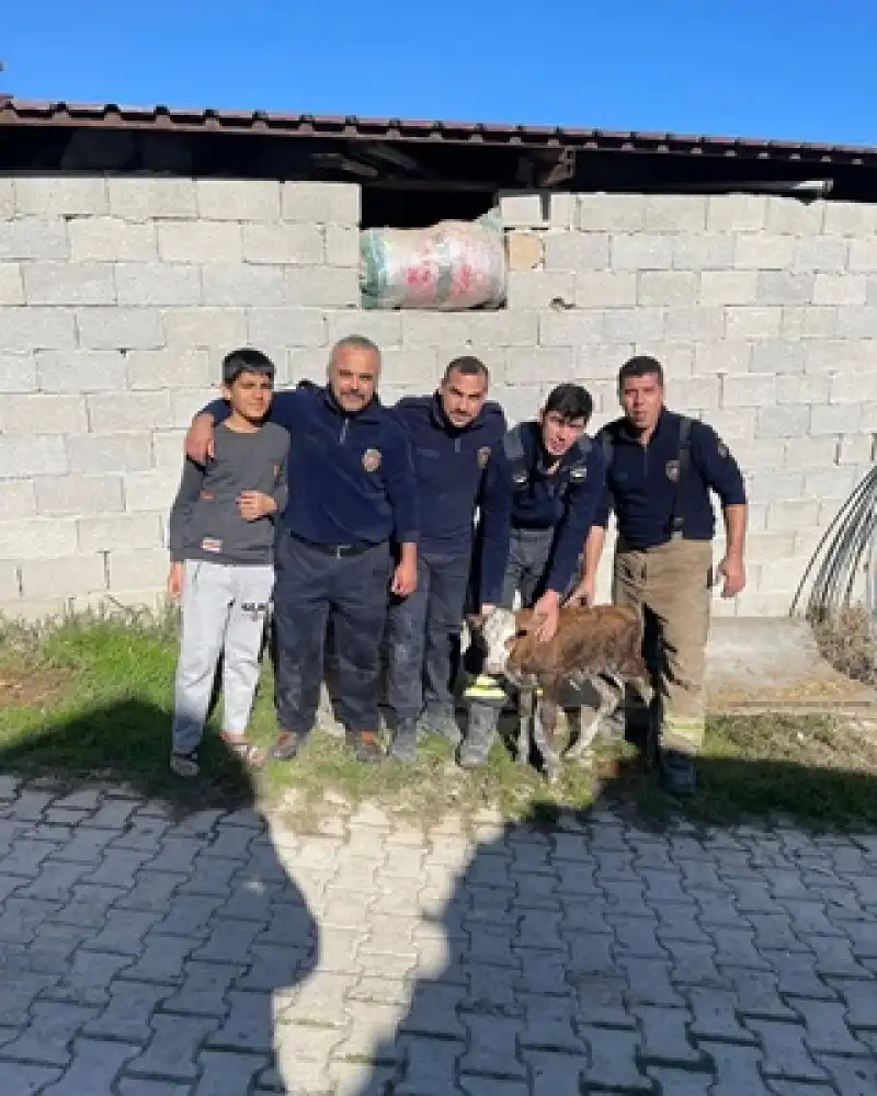 Gökçegöz’de Beton Boruya Sıkışan Buzağı Kurtarıldı
