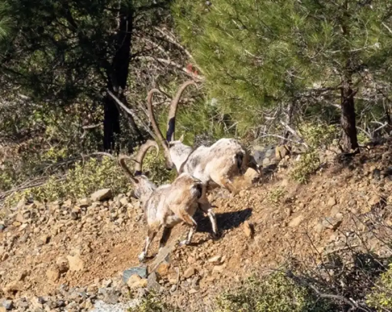 Başıboş Köpekler Yaban Hayatı Tehdit Ediyor!