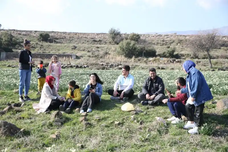 Antakya'da Nergislerin Açtığı Tarla Fotoğraf Meraklılarını Ağırladı