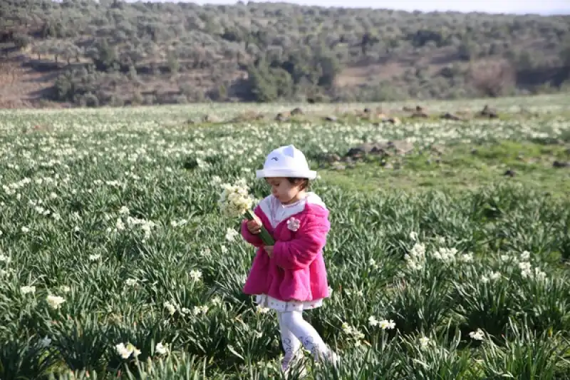 Antakya'da Nergislerin Açtığı Tarla Fotoğraf Meraklılarını Ağırladı