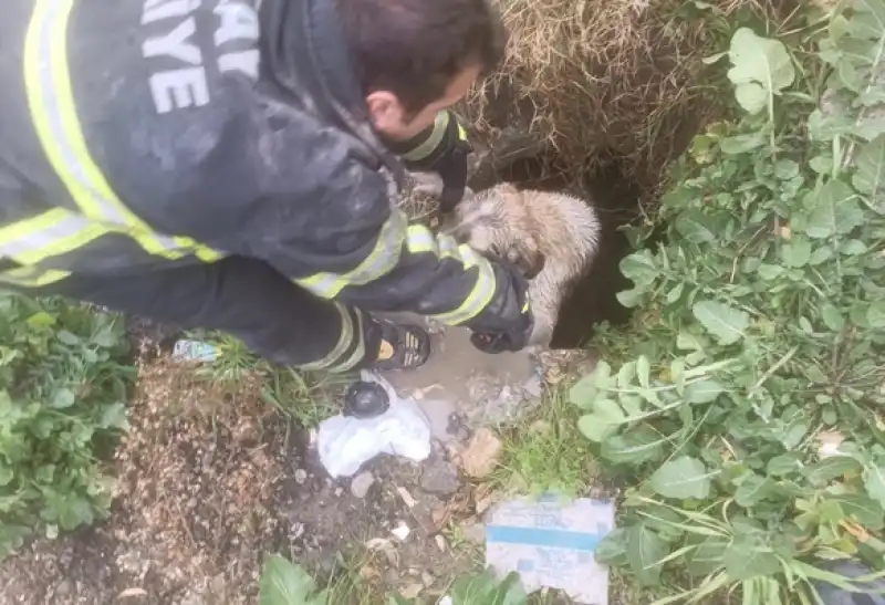 Hatay Arsuz'da Kuyuya Düşen Köpek Yavrusu Itfaiye Ekibince Kurtarıldı