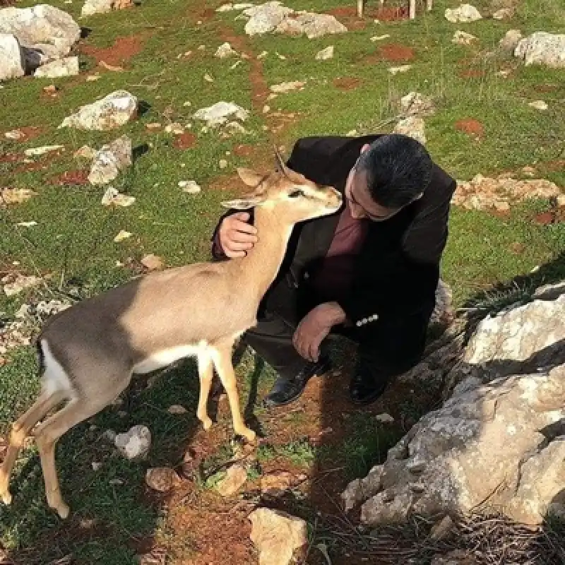 Hatay’daki Dağ Ceylanlarının Sayısında Sevindiren Artış  