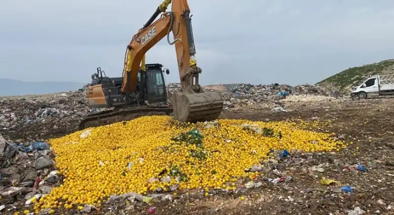 Hatay’dan Dubai’ye İhraç Edilecek 71 Ton Limon İmha Edildi