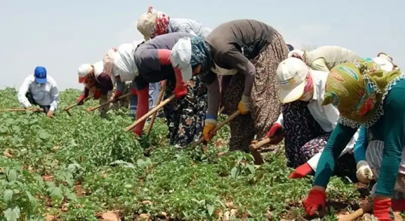 Hatay’da Mevsimlik Kadın İşçilere Ödenen Günlük Ücret Türkiye’nin En Düşüğü Oldu