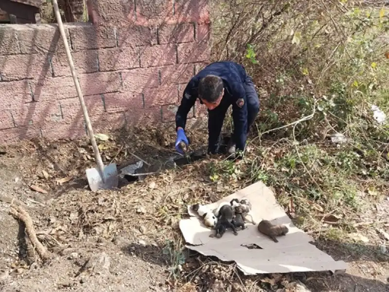 Hatay'da Menfeze Düşen Köpek Yavruları Kurtarıldı