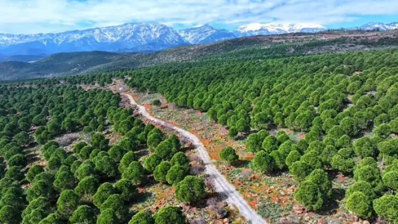 Hatay'da Orman Ekosistemine Katkı: Biyolojik Mücadelede Ve Ağaçlandırmada Büyük Başarı