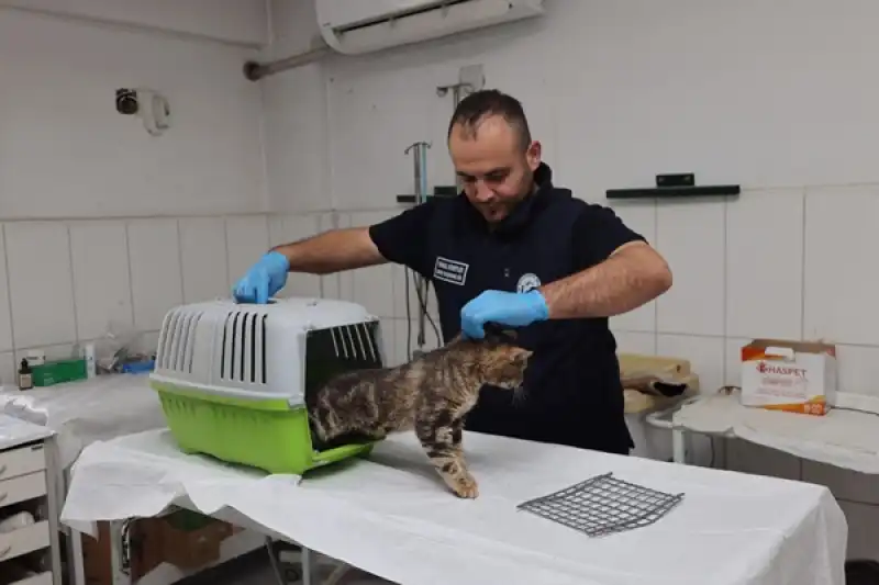 Büyükşehir Ekipleri Kediyi Bulmak Için Teyakkuza Geçti