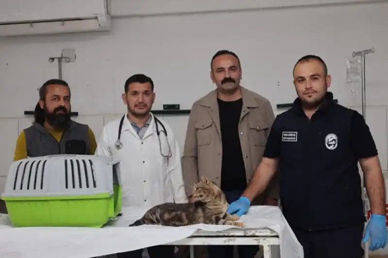 Büyükşehir Ekipleri Kediyi Bulmak Için Teyakkuza Geçti