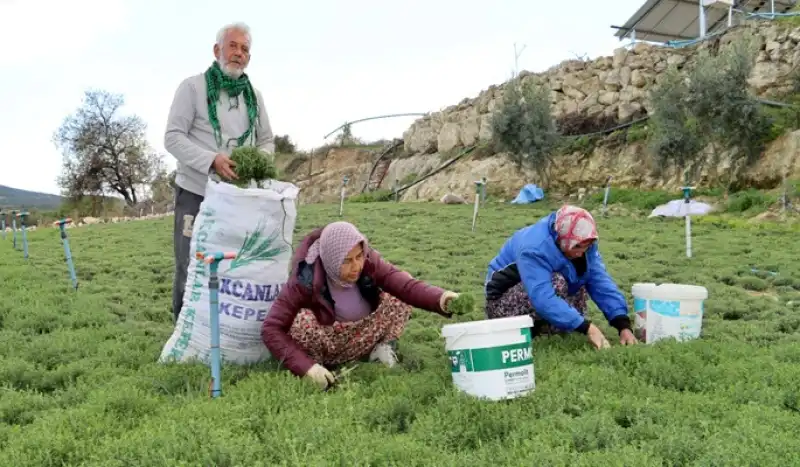 Koz Kalesi’nde Zahter Mesaisi Başladı