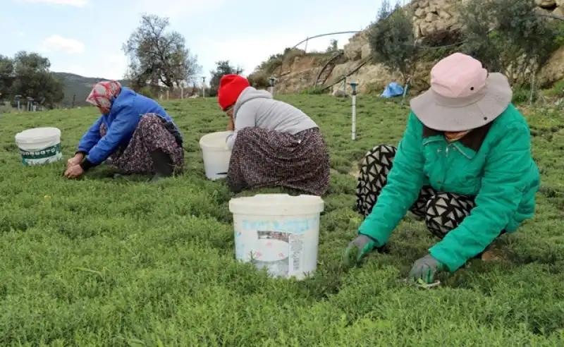 Koz Kalesi’nde Zahter Mesaisi Başladı