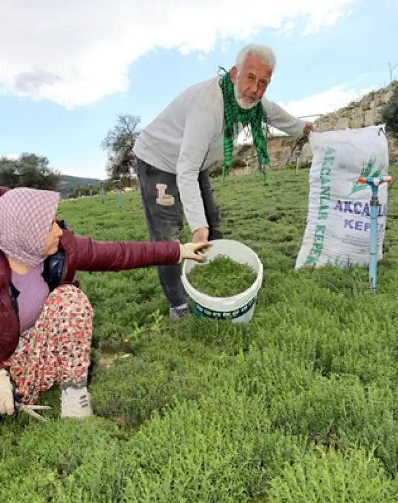 Koz Kalesi’nde Zahter Mesaisi Başladı