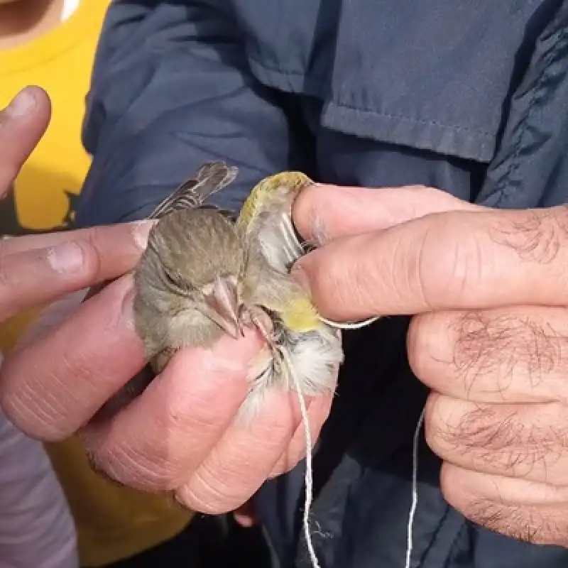 Hatay'da Ayağına Ip Dolanan Serçeyi Itfaiye Kurtardı