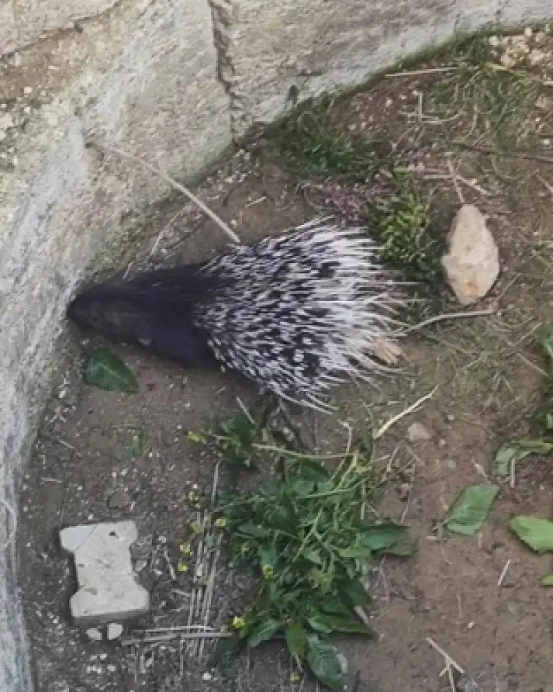 Sulama Kuyusuna Düşen Oklu Kirpi Kurtarıldı