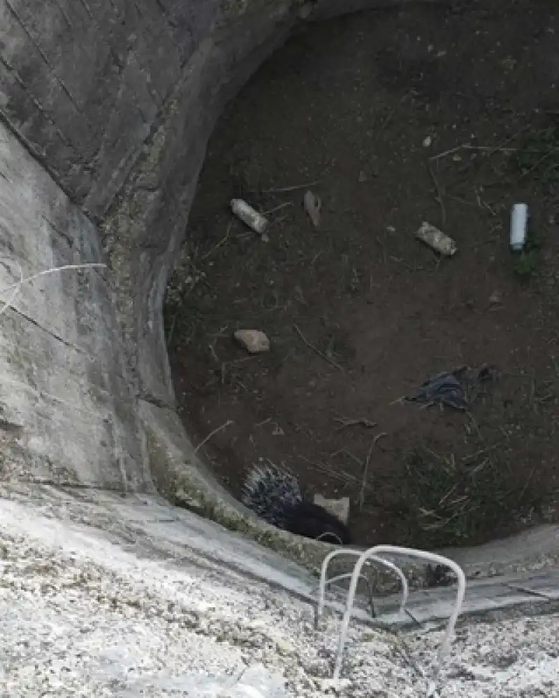 Sulama Kuyusuna Düşen Oklu Kirpi Kurtarıldı