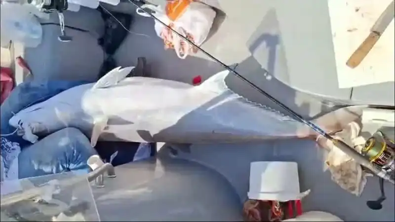 Oltayla 56 Kilogramlık Dev Balık Yakaladı