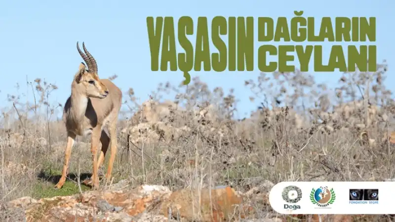 Hatay Dağ Ceylanlarının Geleceği Için Yeni Adımlar Atılıyor