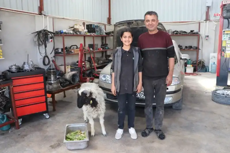 Hatay'da 14 Yaşındaki Nehir, Hediye Edilen Kuzuyu Babasının Tamirhanesinde Besliyor 
